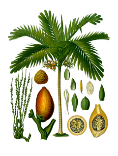 Areca catechu Betel Palm, Betel Nut Palm Areca catechu Betel Palm, Betel Nut Palm